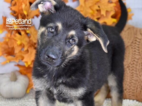 German Shepherd DOG Male Black & Tan 4470 Petland Independence, Missouri