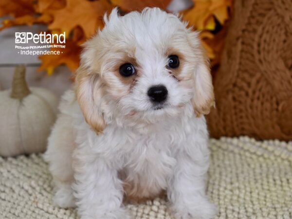 Cavachon-DOG-Male-Blenheim & White-4475-Petland Independence, Missouri