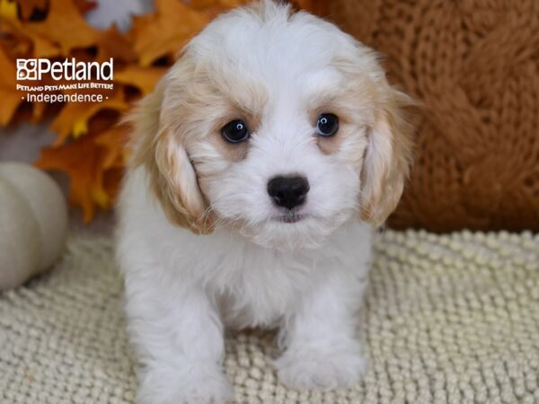 Cavachon-DOG-Male-Blenheim & White-4476-Petland Independence, Missouri