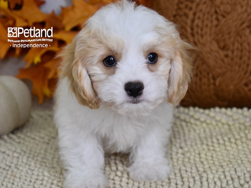 how often should i feed my cavachon puppy