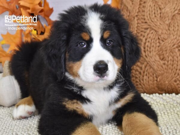 Bernese Mountain Dog DOG Male Tri 4477 Petland Independence, Missouri