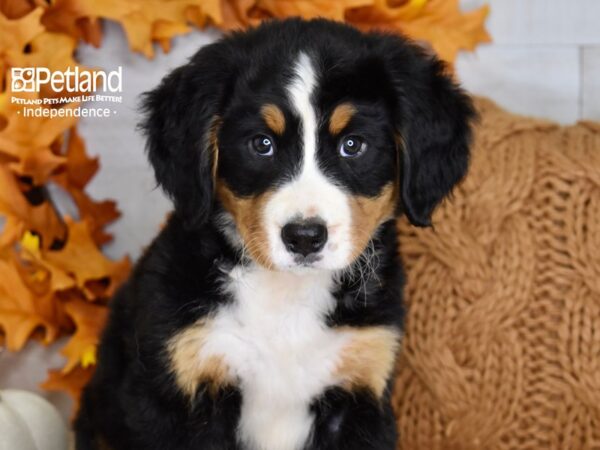 Bernese Mountain Dog DOG Female Tri 4478 Petland Independence, Missouri