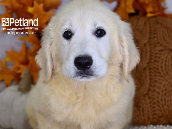 Golden Retriever DOG Female Light Golden 4480 Petland Independence, Missouri