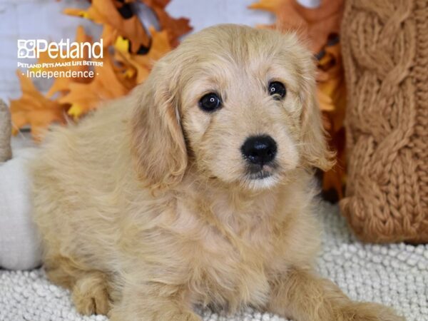 Miniature Goldendoodle DOG Female Golden 4485 Petland Independence, Missouri