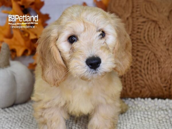 Miniature Goldendoodle DOG Male Golden 4486 Petland Independence, Missouri