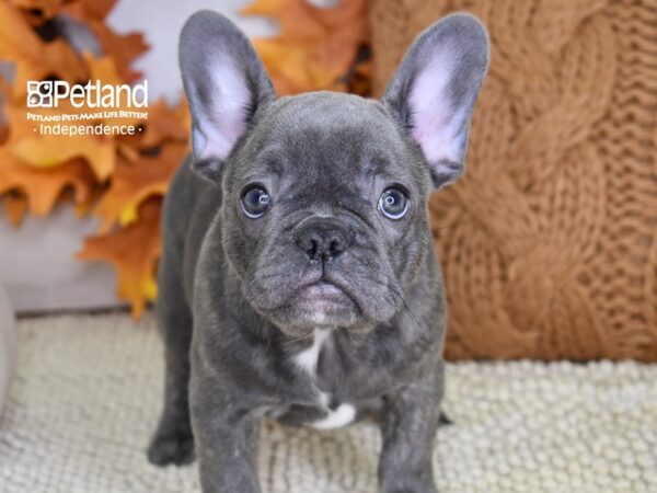 French Bulldog DOG Female Blue Brindle 4489 Petland Independence, Missouri