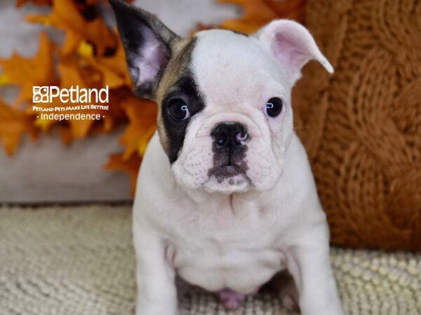 French Bulldog-DOG-Male-White & Tan Piebald-4488-Petland Independence & Lee's Summit, MO