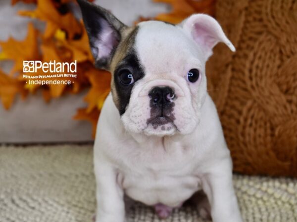 French Bulldog DOG Male White & Tan Piebald 4488 Petland Independence, Missouri