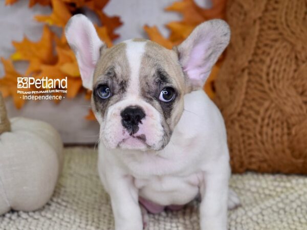 French Bulldog-DOG-Female-White & Tan Piebald-4490-Petland Independence, Missouri