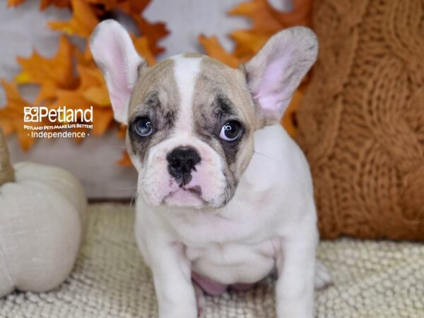 French Bulldog-DOG-Female-White & Tan Piebald-4490-Petland Independence & Lee's Summit, MO