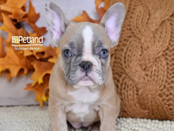 French Bulldog DOG Female Blue Fawn 4491 Petland Independence, Missouri