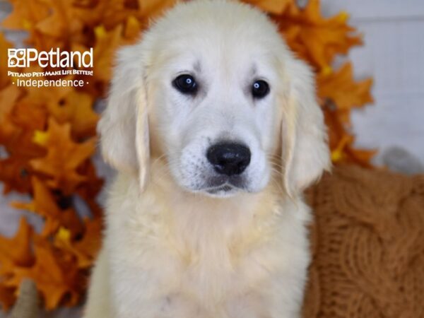 Golden Retriever DOG Male Light Golden 4479 Petland Independence, Missouri