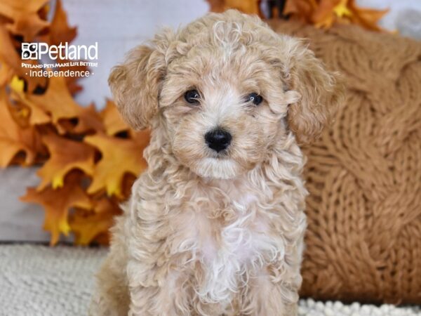 Poodle DOG Male Apricot 4494 Petland Independence, Missouri