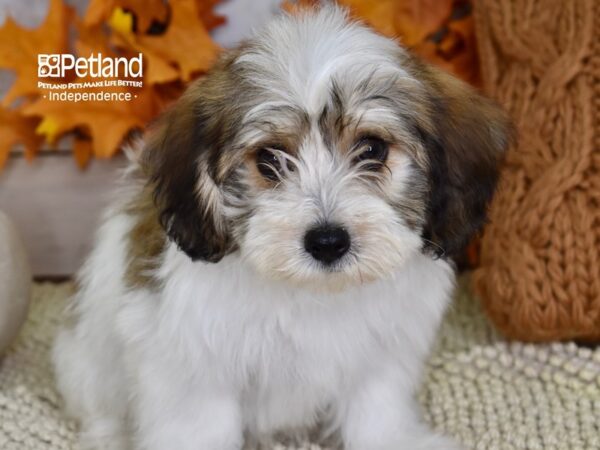 Havapoo DOG Male Black, Tan, & White 4481 Petland Independence, Missouri