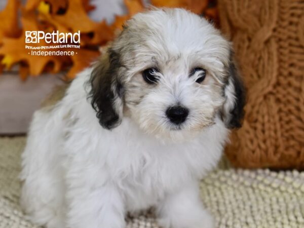 Havapoo DOG Female Black, Tan, & White 4483 Petland Independence, Missouri