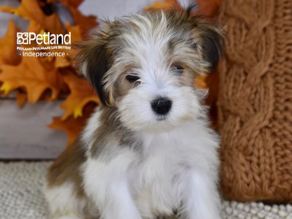 Morkie DOG Female Red & White 4493 Petland Independence, Missouri