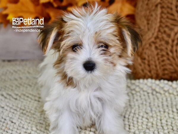 Morkie DOG Female Red & White 4492 Petland Independence, Missouri