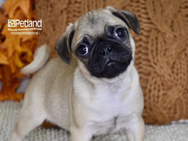 Bugg DOG Male Fawn 4495 Petland Independence, Missouri