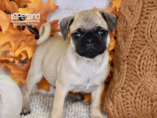 Bugg-DOG-Male-Fawn-4496-Petland Independence & Lee's Summit, MO