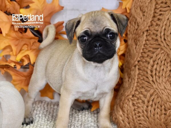 Bugg DOG Male Fawn 4496 Petland Independence, Missouri