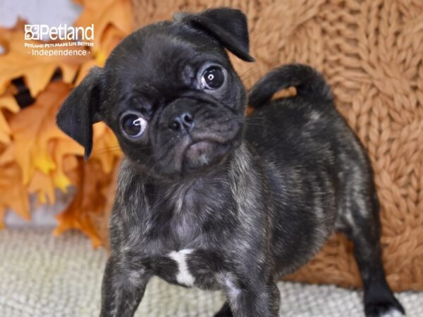 Bugg DOG Female Brindle 4497 Petland Independence, Missouri