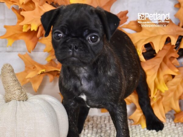 Bugg DOG Female Brindle 4498 Petland Independence, Missouri