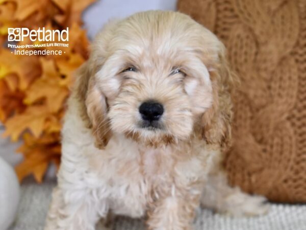 Cockapoo DOG Male Apricot 4464 Petland Independence, Missouri