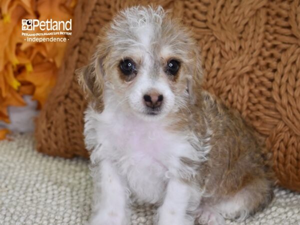 Chi-Poo DOG Male Red & White 4499 Petland Independence, Missouri