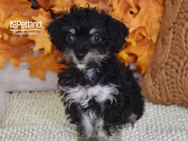 Chi-Poo DOG Female Black & Tan 4500 Petland Independence, Missouri