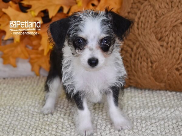 Chi-Poo DOG Female Black & White 4501 Petland Independence, Missouri