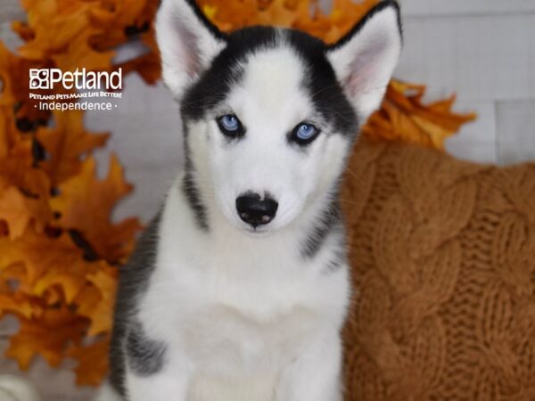 Siberian Husky-DOG-Female-Black & White-4504-Petland Independence, Missouri
