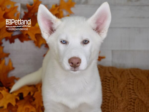 Siberian Husky DOG Male White 4503 Petland Independence, Missouri