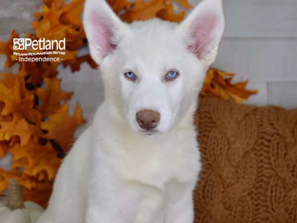 Siberian Husky DOG Male White 4502 Petland Independence, Missouri