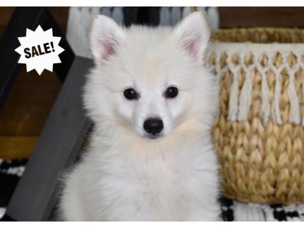 American Eskimo DOG Male White 4345 Petland Independence, Missouri