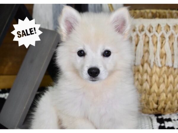 American Eskimo DOG Male White 4346 Petland Independence, Missouri