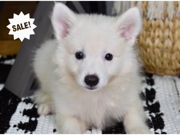 American Eskimo DOG Male White 4347 Petland Independence, Missouri