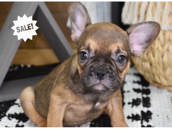 French Bulldog-DOG-Female-Sable-4355-Petland Independence, Missouri