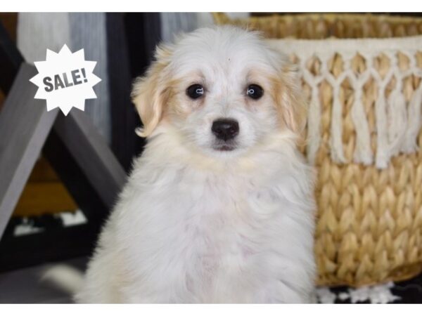 Eskipoo DOG Female White 4371 Petland Independence, Missouri