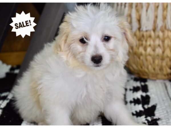 Eskipoo DOG Female White 4372 Petland Independence, Missouri