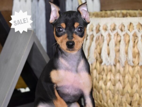 Miniature Pinscher DOG Female Black & Rust 4379 Petland Independence, Missouri