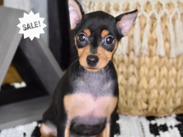 Miniature Pinscher DOG Female Black & Rust 4380 Petland Independence, Missouri