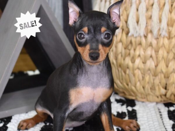 Miniature Pinscher-DOG-Female-Black & Rust-4381-Petland Independence & Lee's Summit, MO