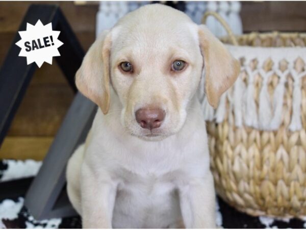 Labrador Retriever DOG Male Yellow 4406 Petland Independence, Missouri