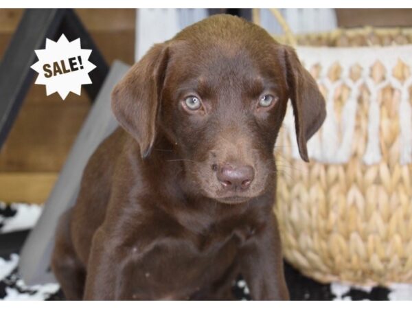 Labrador Retriever-DOG-Female-Chocolate-4407-Petland Independence & Lee's Summit, MO