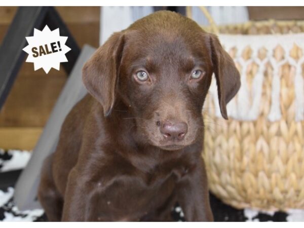 Labrador Retriever DOG Female Chocolate 4407 Petland Independence, Missouri