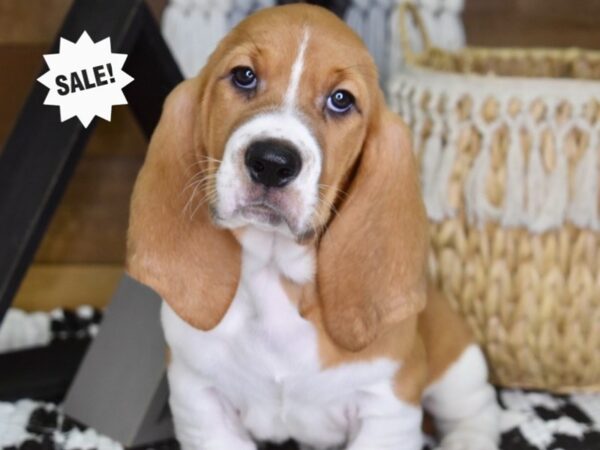 Basset Hound DOG Male Red and White 4392 Petland Independence, Missouri