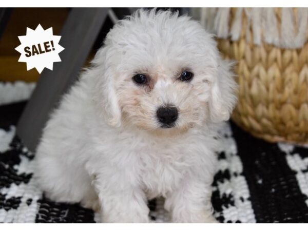 Bichon-Poo DOG Female White 4409 Petland Independence, Missouri