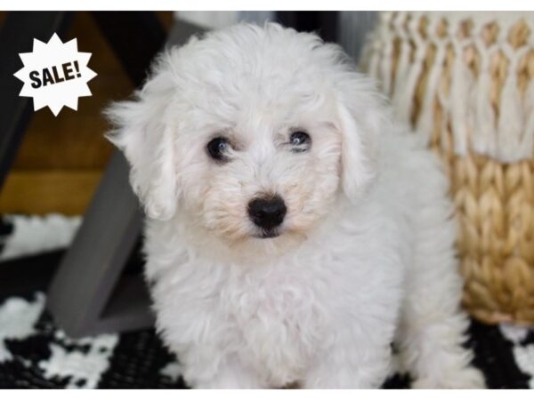 Bichon-Poo-DOG-Female-White-4408-Petland Independence, Missouri