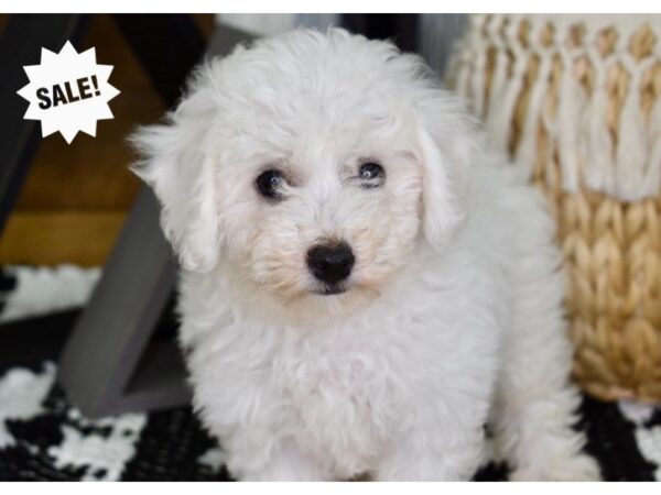 Bichon-Poo DOG Female White 4408 Petland Independence, Missouri