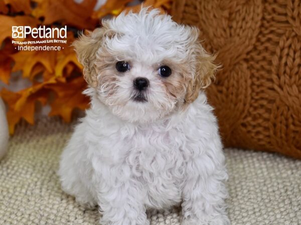 Shih Poo-DOG-Female-Blenheim & White-4505-Petland Independence, Missouri